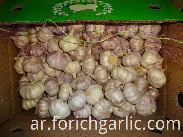 Normal White Garlic